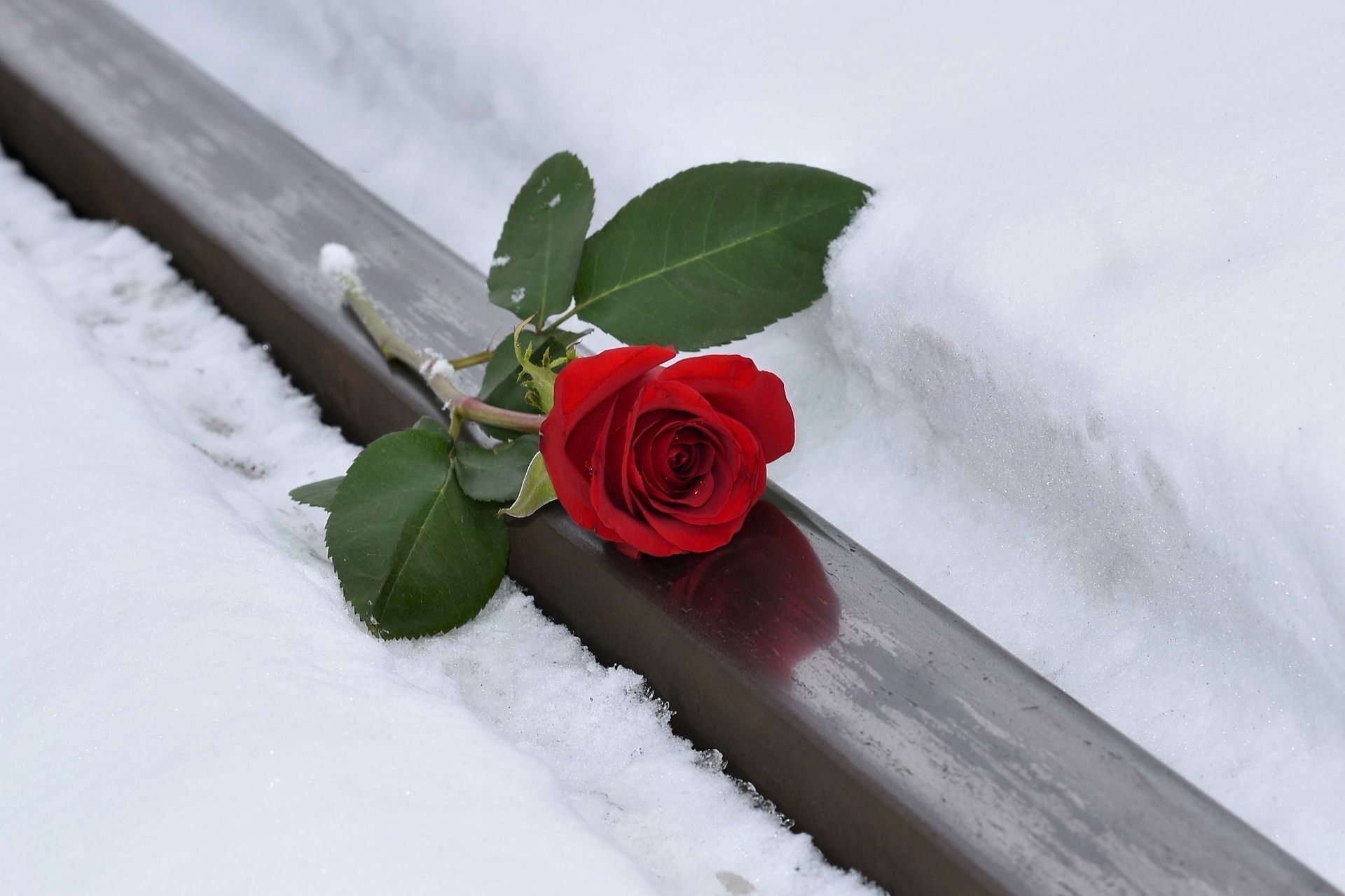 red-rose-3928751_1920