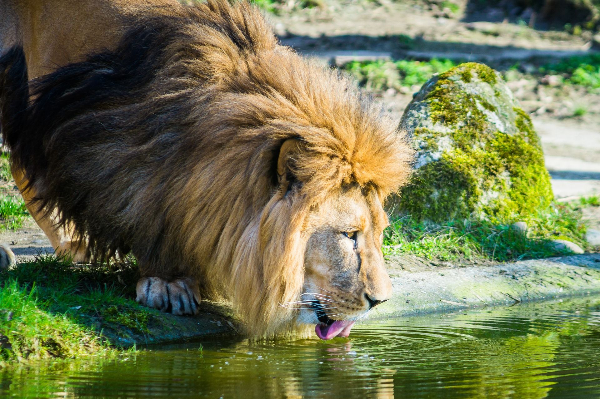 lion-2198672_1920